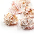 pink and white murex seashell